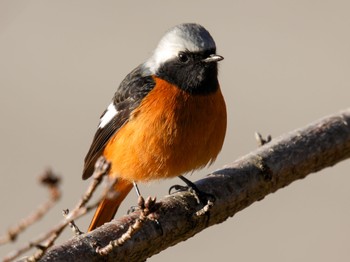 Daurian Redstart 岡崎城 Sun, 3/10/2024