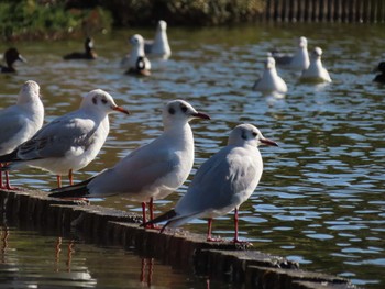 ユリカモメ 大池親水公園 2024年3月10日(日)