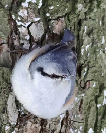 Eurasian Nuthatch(asiatica) Lake Utonai Sun, 3/10/2024