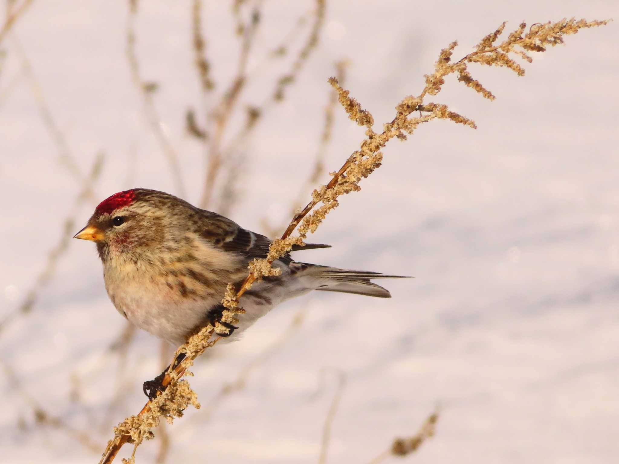 Common Redpoll