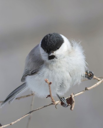 Marsh Tit Lake Utonai Sun, 3/10/2024