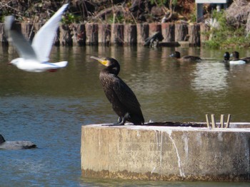 カワウ 大池親水公園 2024年3月10日(日)