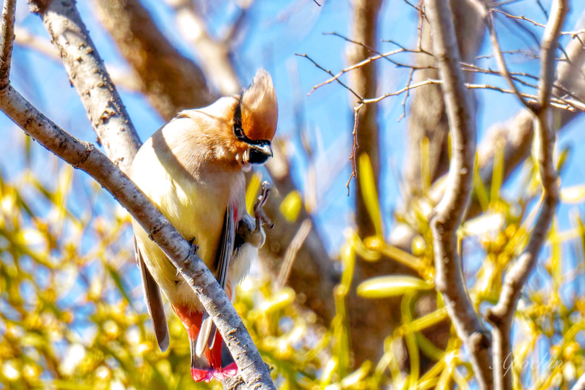 Photo of Japanese Waxwing at 富岡総合公園(横浜市) by アポちん