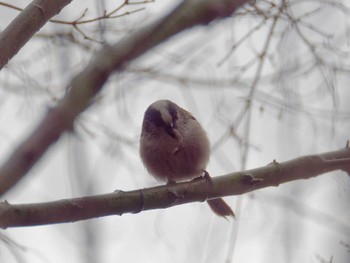 Long-tailed Tit 横浜市立金沢自然公園 Tue, 3/12/2024