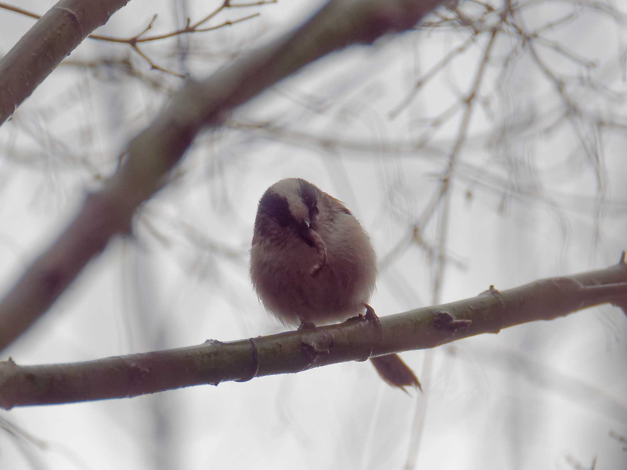 Photo of Long-tailed Tit at 横浜市立金沢自然公園 by しおまつ