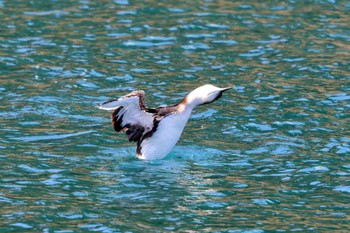 Black-throated Loon 竹野 Sun, 3/10/2024