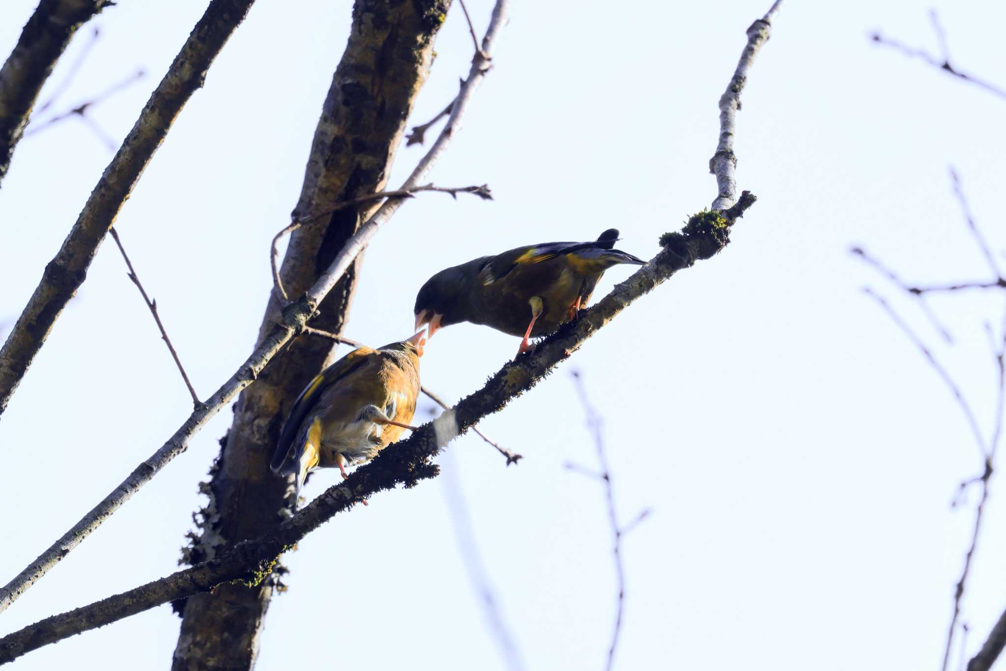 Photo of Grey-capped Greenfinch at 神鍋 by トビトチヌ