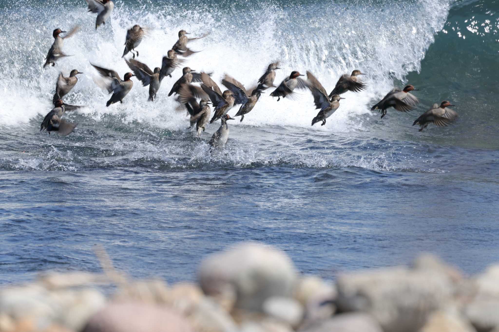 Photo of Eurasian Teal at 鳥取 by トビトチヌ