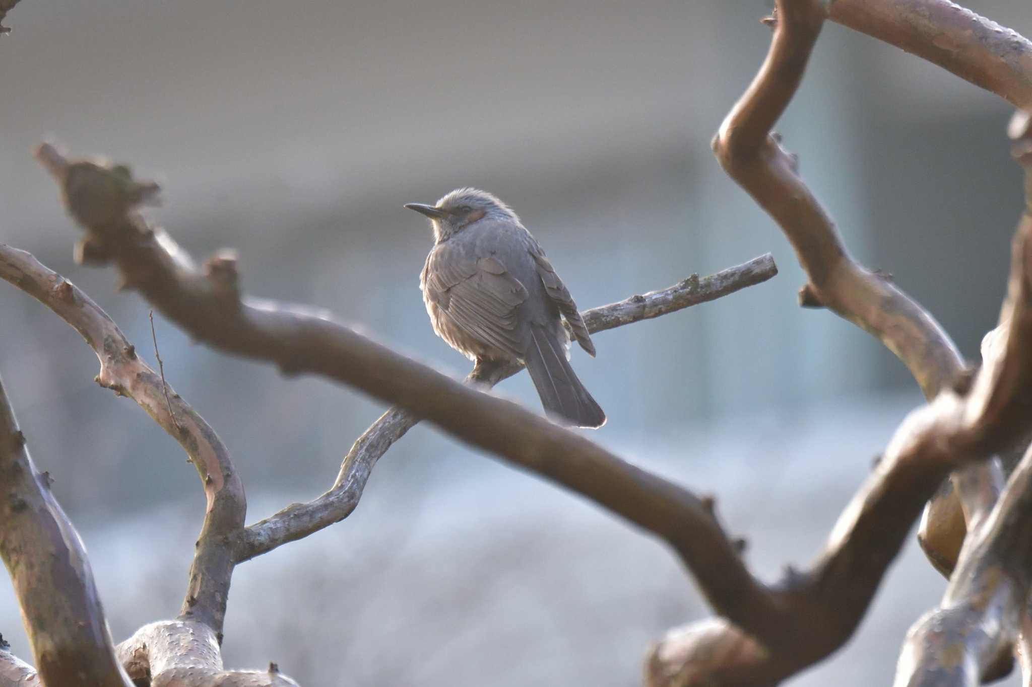 Brown-eared Bulbul