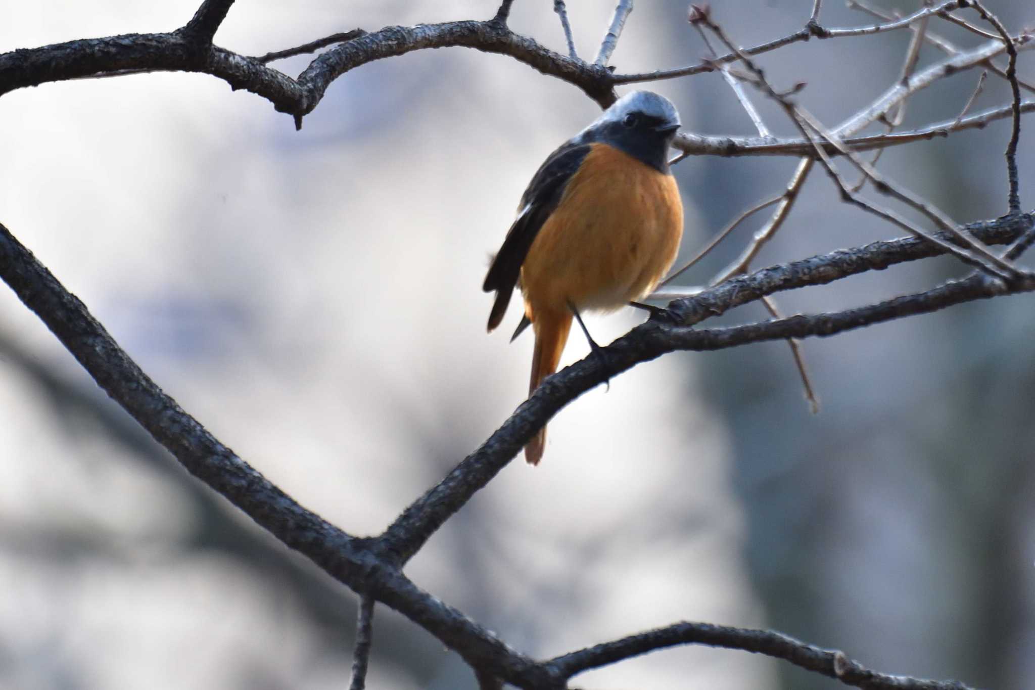 Daurian Redstart