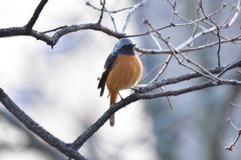 Daurian Redstart Nagahama Park Sat, 3/9/2024