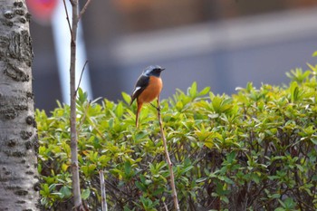 Daurian Redstart Nagahama Park Sat, 3/9/2024