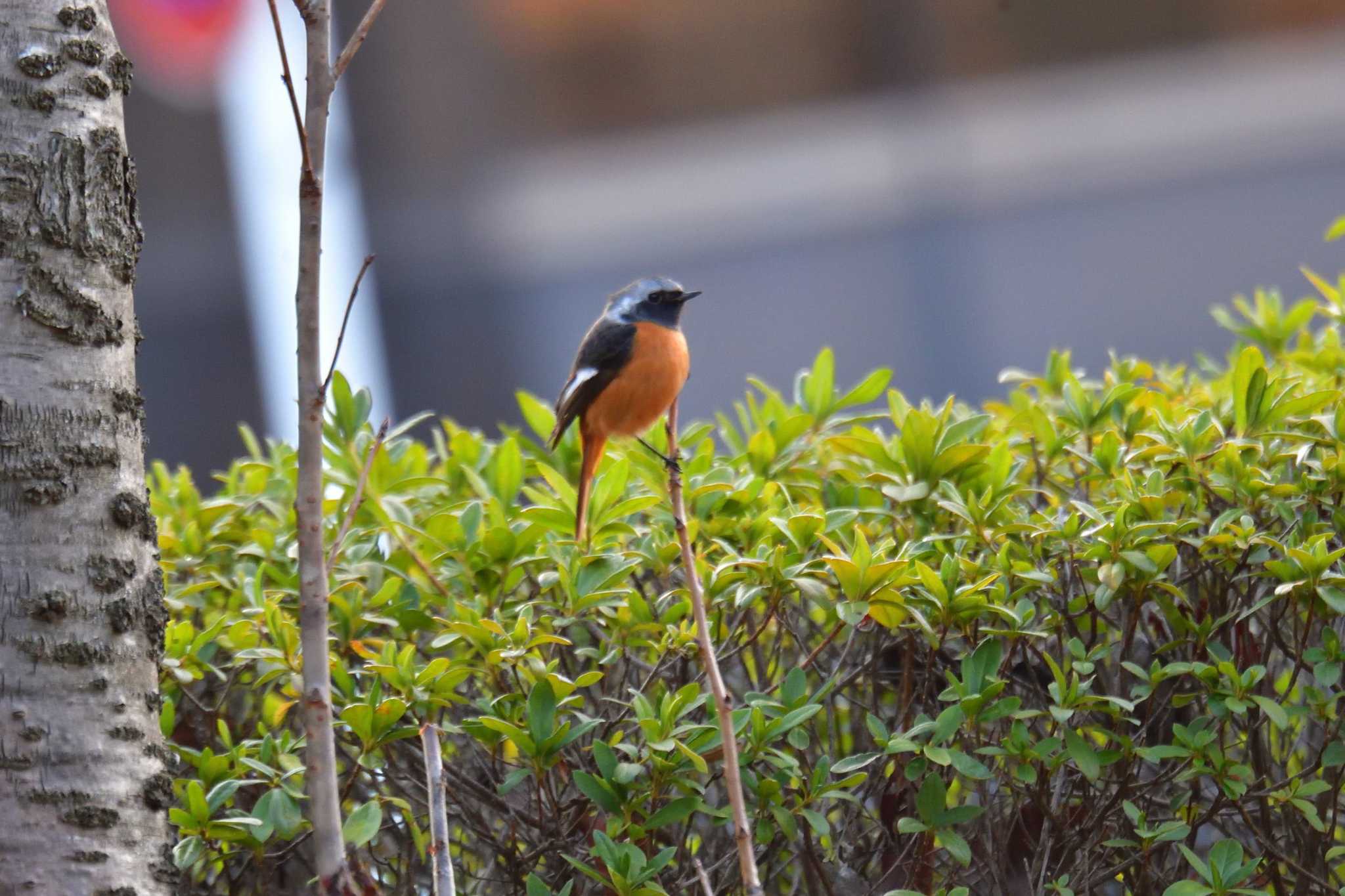 Daurian Redstart