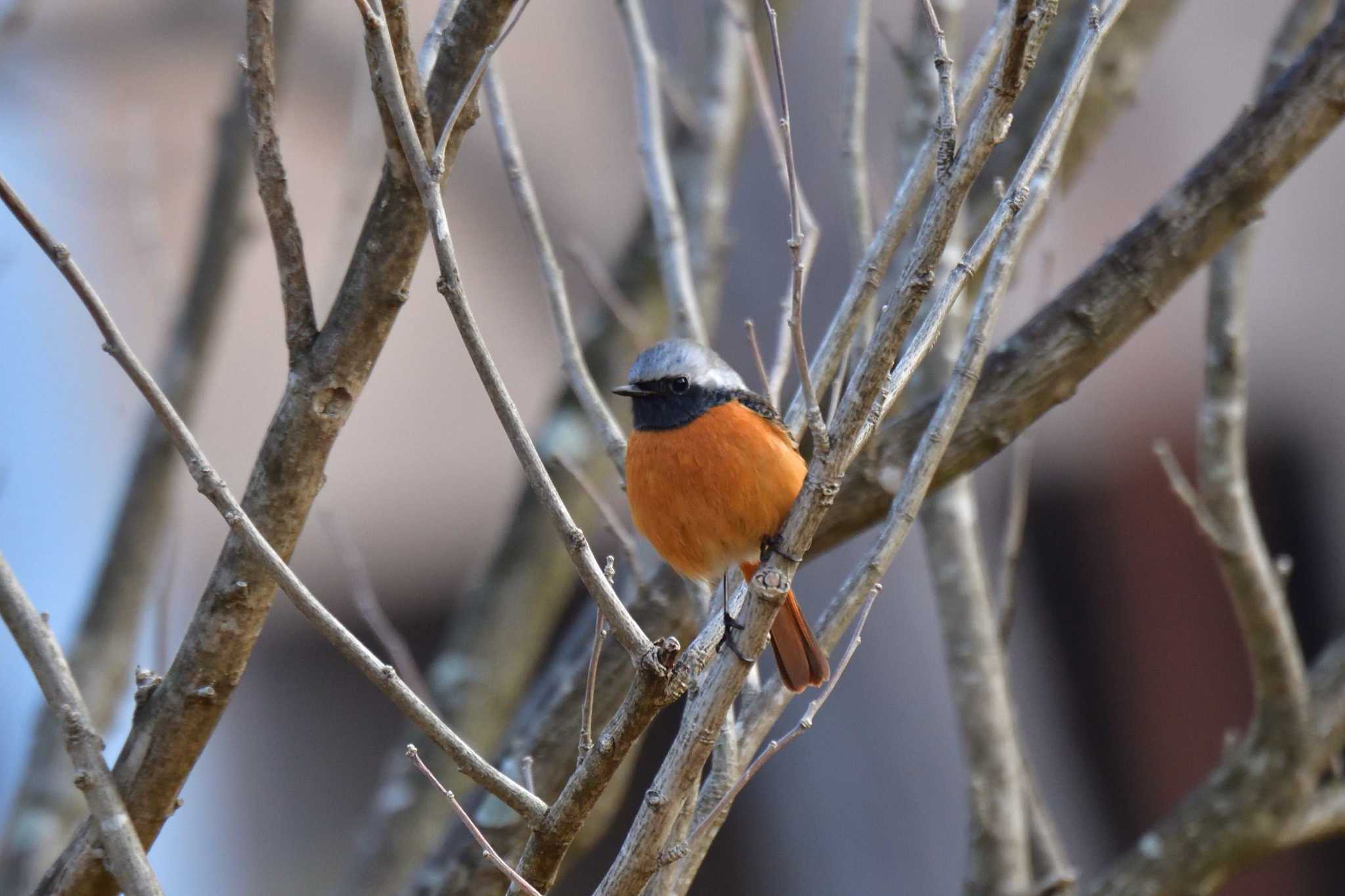 Daurian Redstart