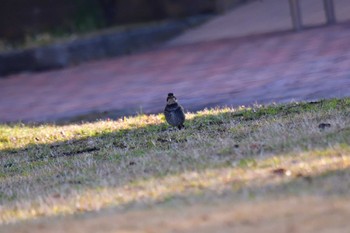 Dusky Thrush Nagahama Park Sat, 3/9/2024