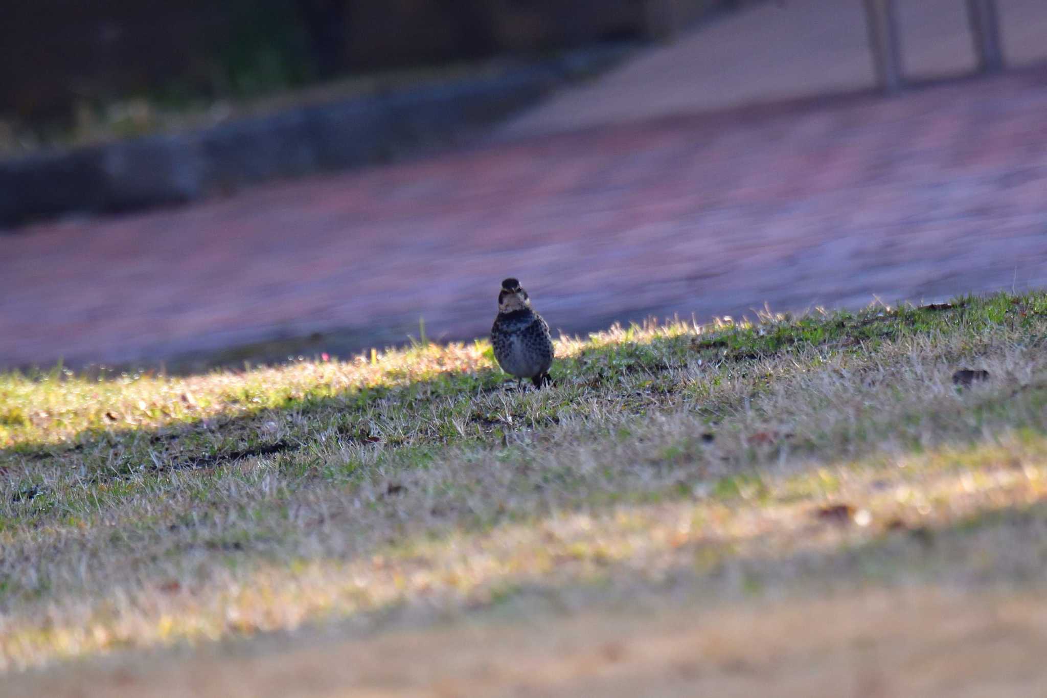 Dusky Thrush