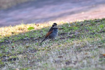 Dusky Thrush Nagahama Park Sat, 3/9/2024