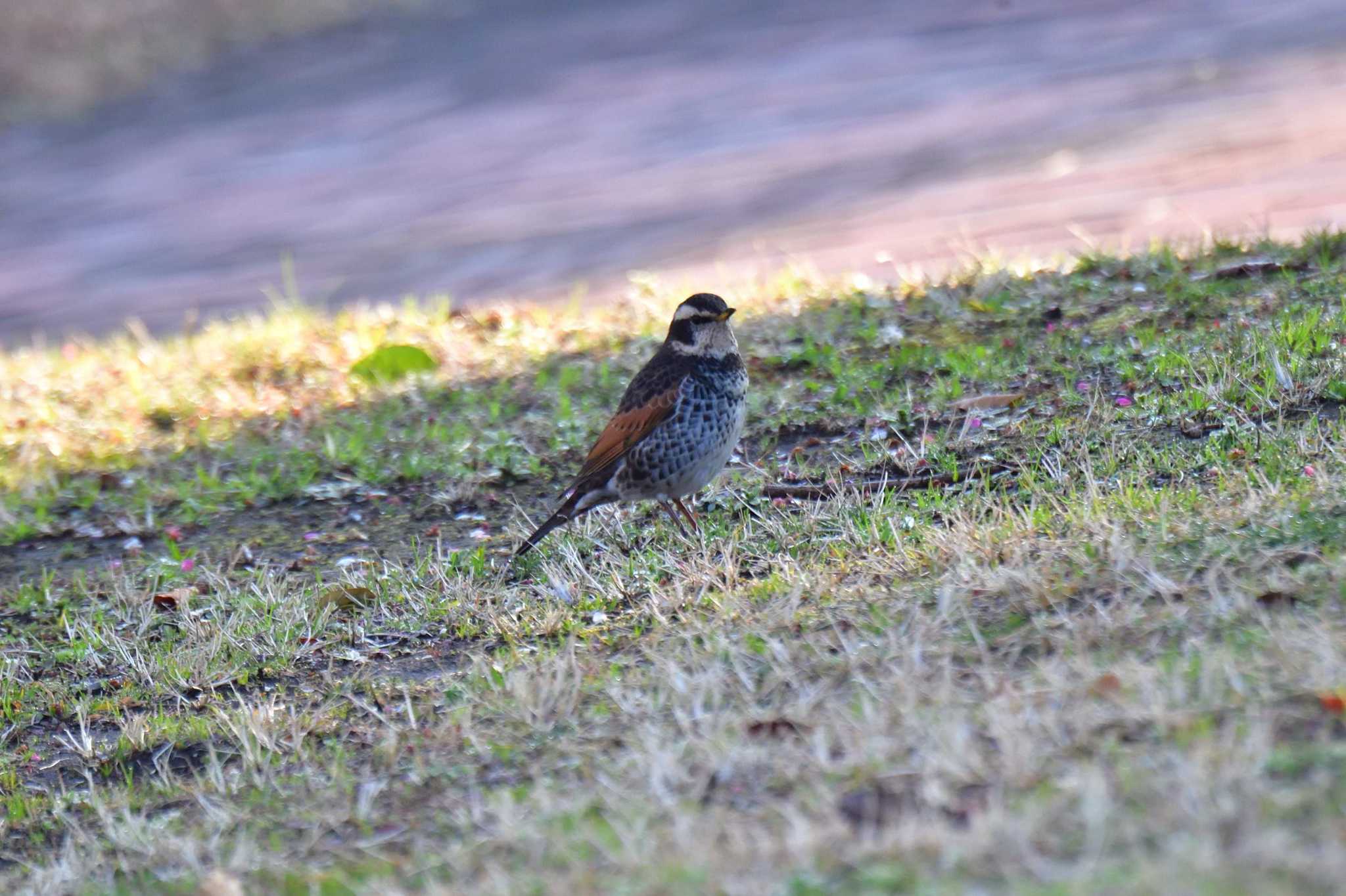 Photo of Dusky Thrush at Nagahama Park by やなさん