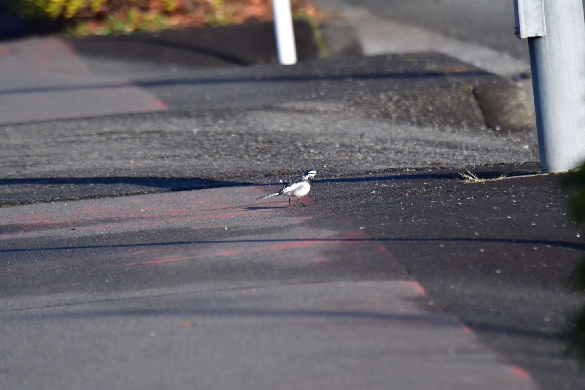 White Wagtail