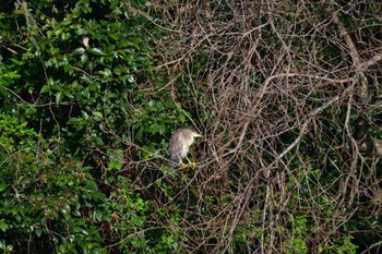 Black-crowned Night Heron Nagahama Park Sat, 3/9/2024