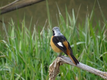 Daurian Redstart Akigase Park Thu, 3/7/2024