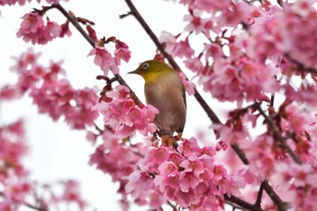 Warbling White-eye Nagahama Park Sat, 3/9/2024