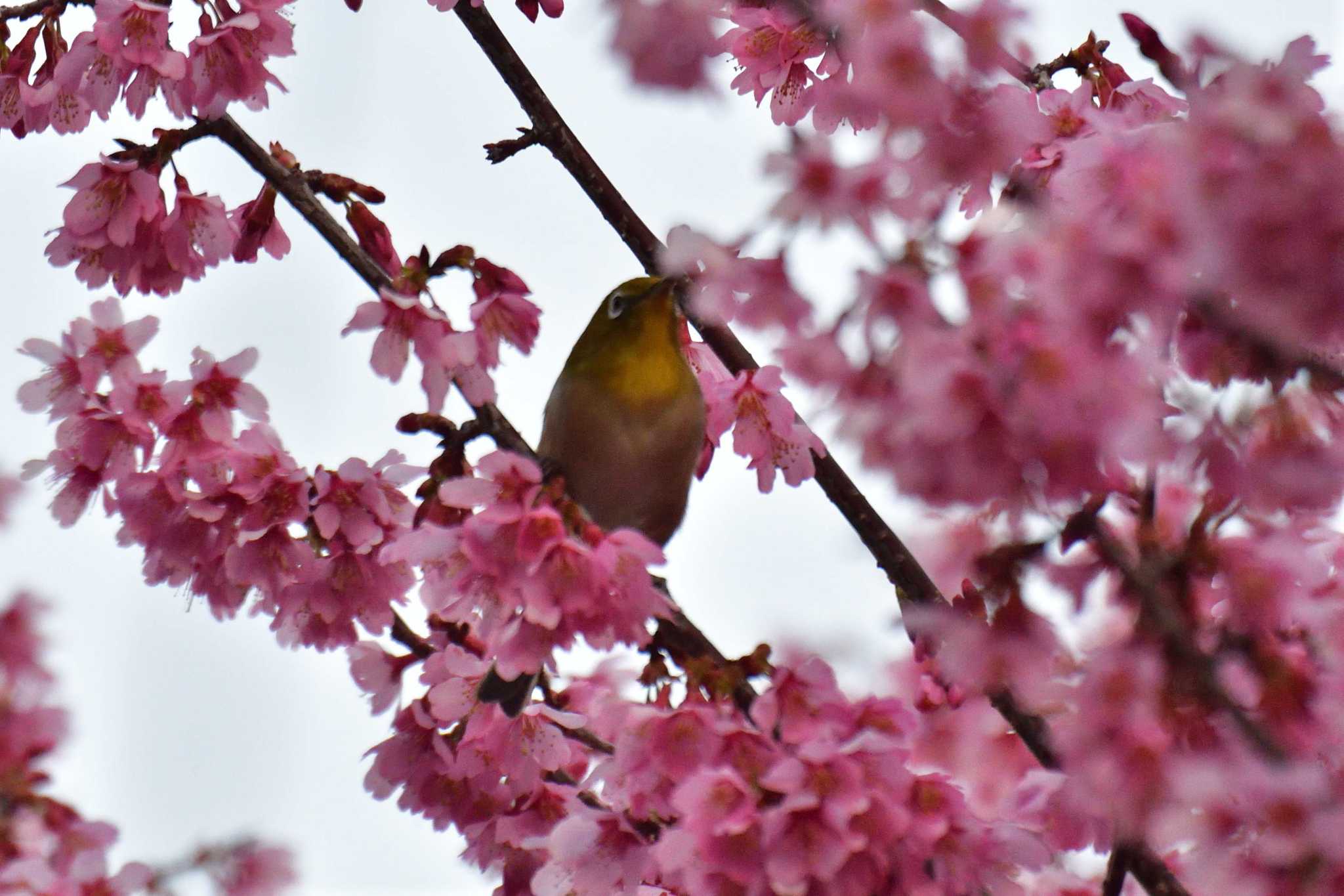 Warbling White-eye