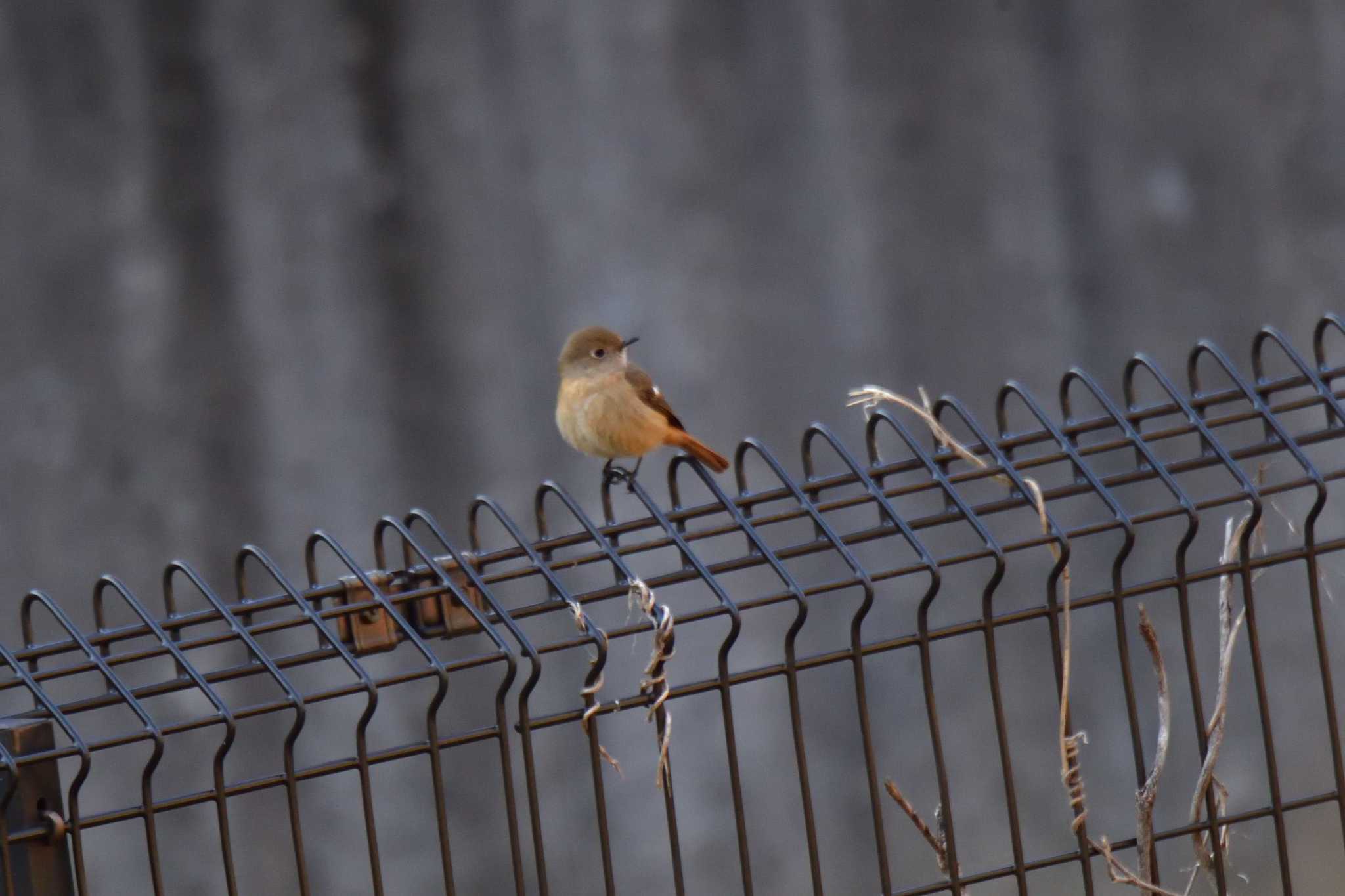 Daurian Redstart