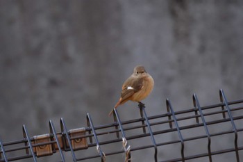 Daurian Redstart Nagahama Park Sat, 3/9/2024