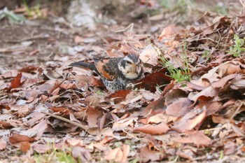 Dusky Thrush Mitsuike Park Mon, 3/11/2024