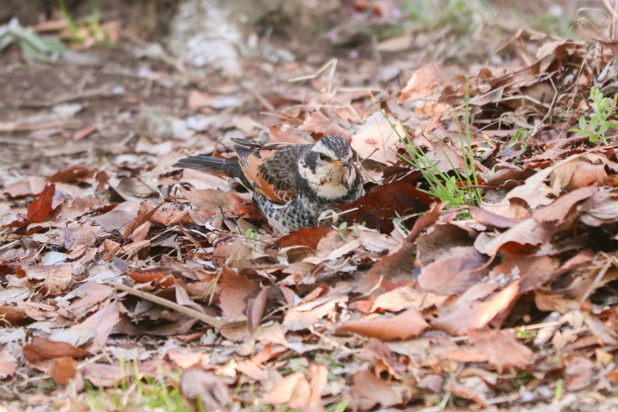 Dusky Thrush