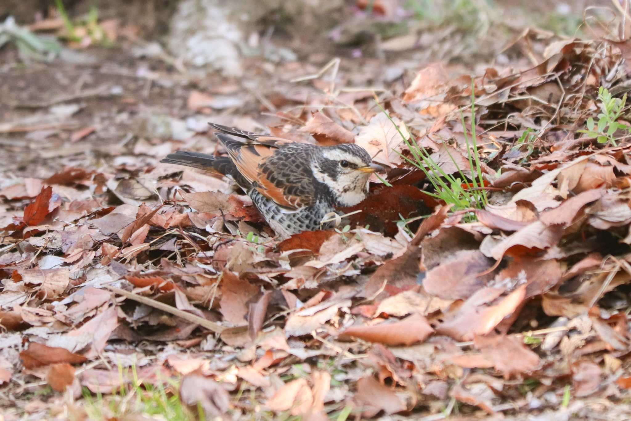 Dusky Thrush