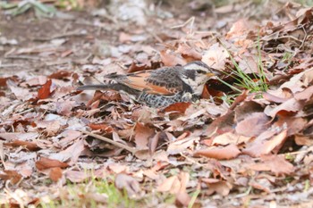 Dusky Thrush Mitsuike Park Mon, 3/11/2024