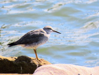 Grey-tailed Tattler Taren Point, NSW, Australia Fri, 3/8/2024