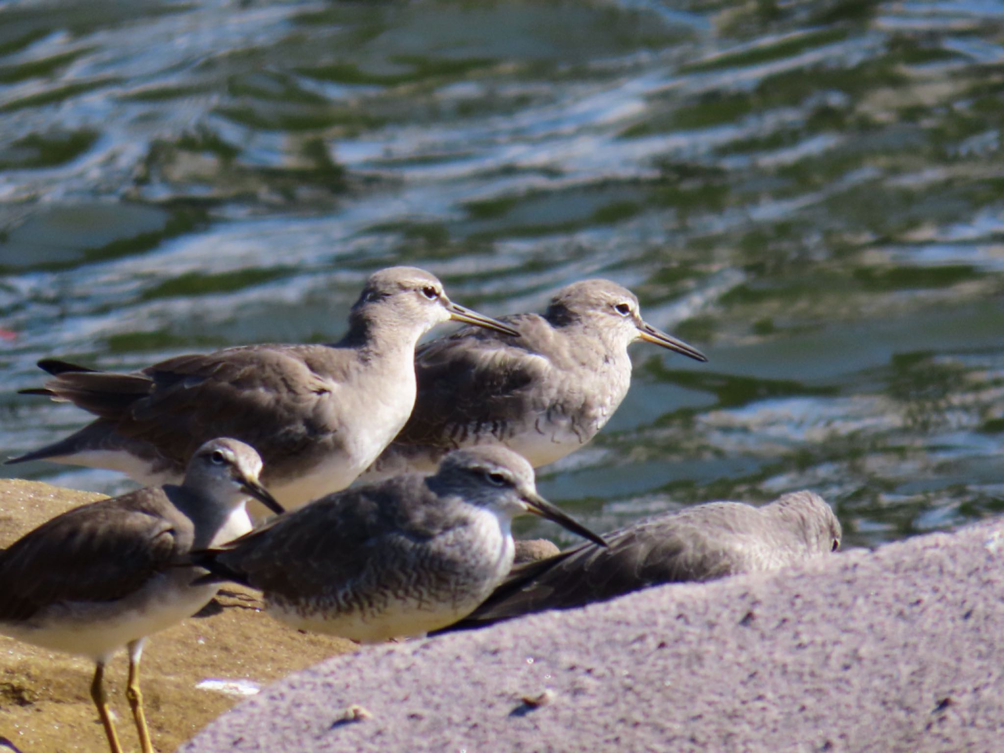 Photo of Grey-tailed Tattler at Taren Point, NSW, Australia by Maki