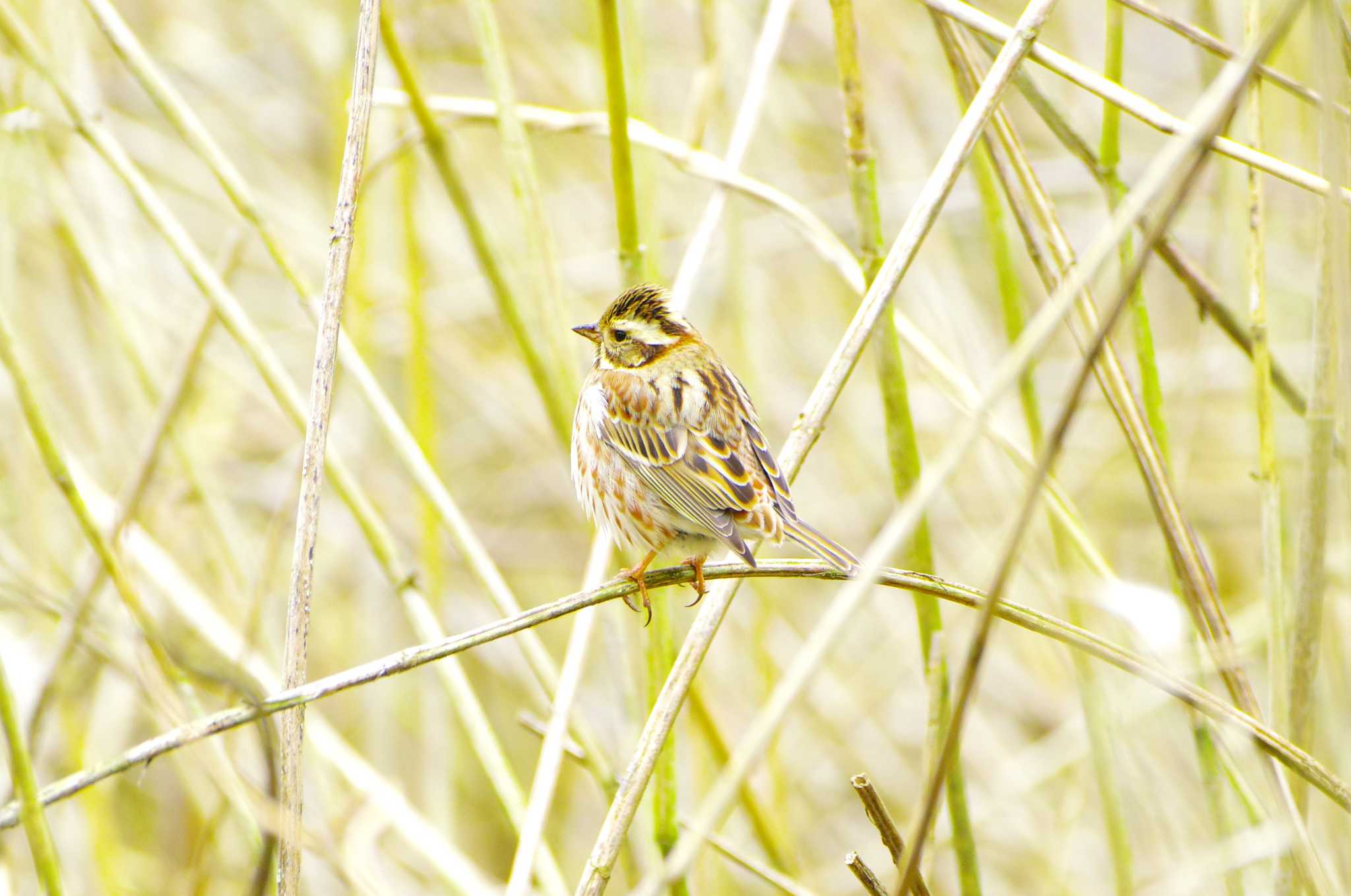 Rustic Bunting