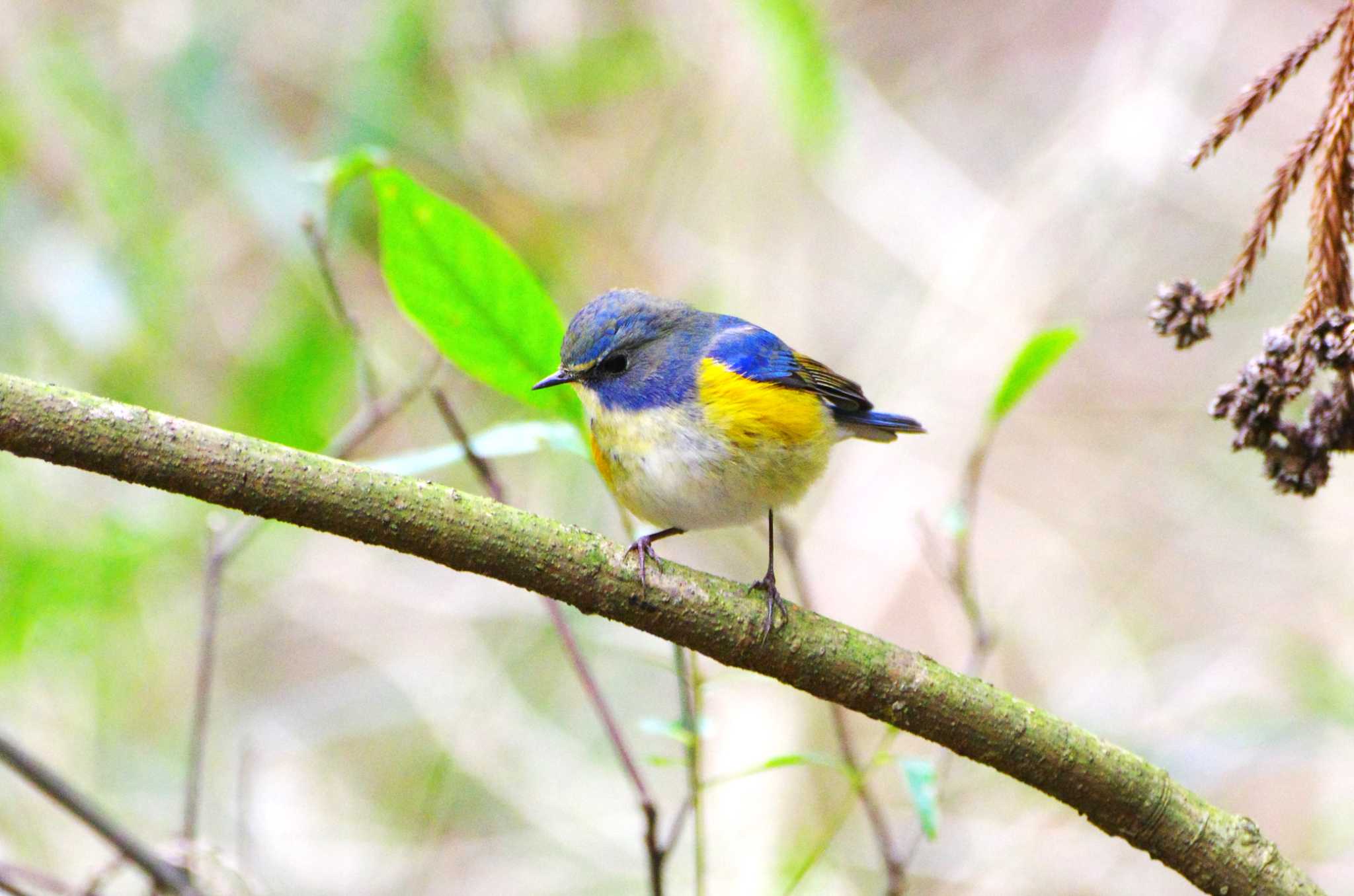 Photo of Red-flanked Bluetail at 神奈川県自然環境保全センター by BW11558