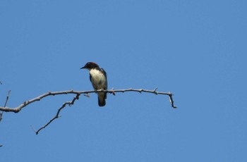 Scarlet-backed Flowerpecker タイ サムイ島 Tue, 3/5/2024