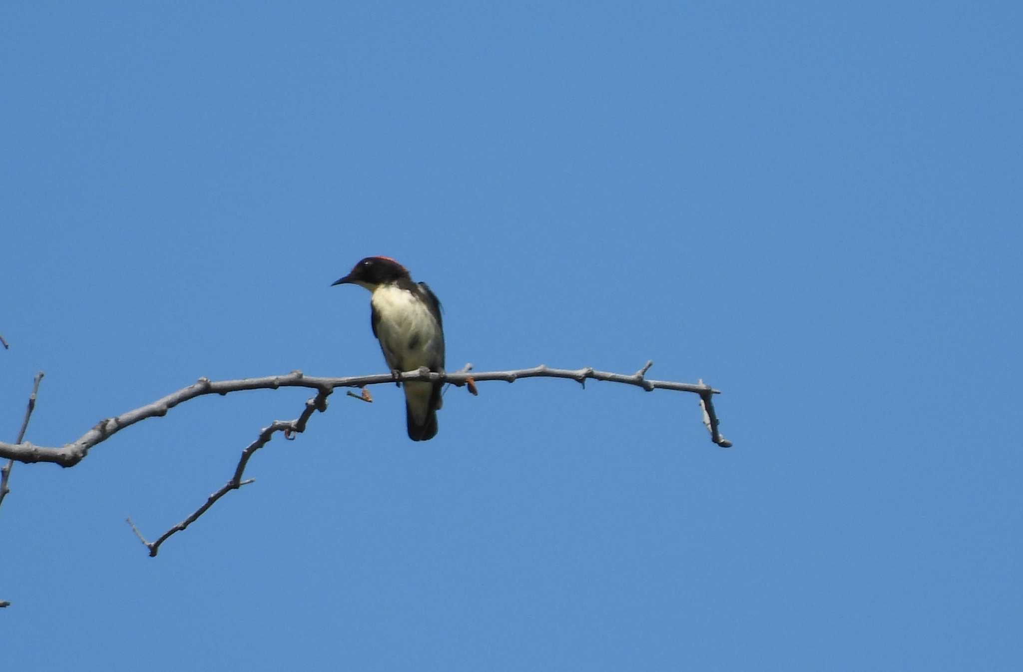 Photo of Scarlet-backed Flowerpecker at タイ サムイ島 by samasama3