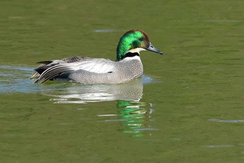 Falcated Duck 愛知県 Fri, 3/8/2024