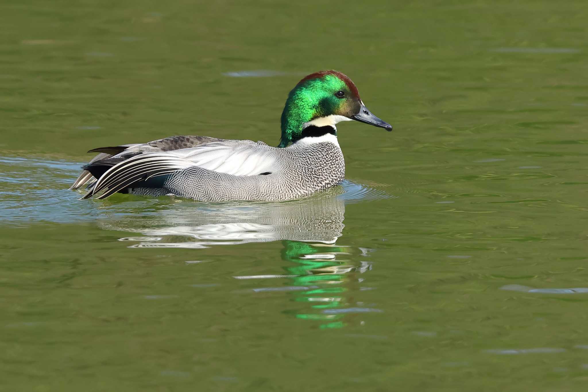 Photo of Falcated Duck at 愛知県 by ma-★kun