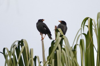 Javan Myna 台中公園(台湾) Sat, 1/27/2024