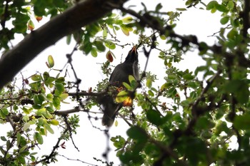 Javan Myna 台中公園(台湾) Sat, 1/27/2024