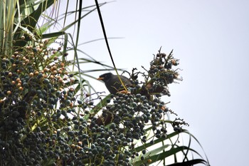 Javan Myna 台中公園(台湾) Sat, 1/27/2024