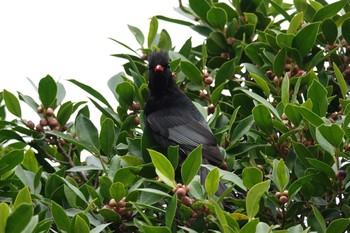 Black Bulbul 台中公園(台湾) Sat, 1/27/2024