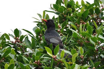 Black Bulbul 台中公園(台湾) Sat, 1/27/2024