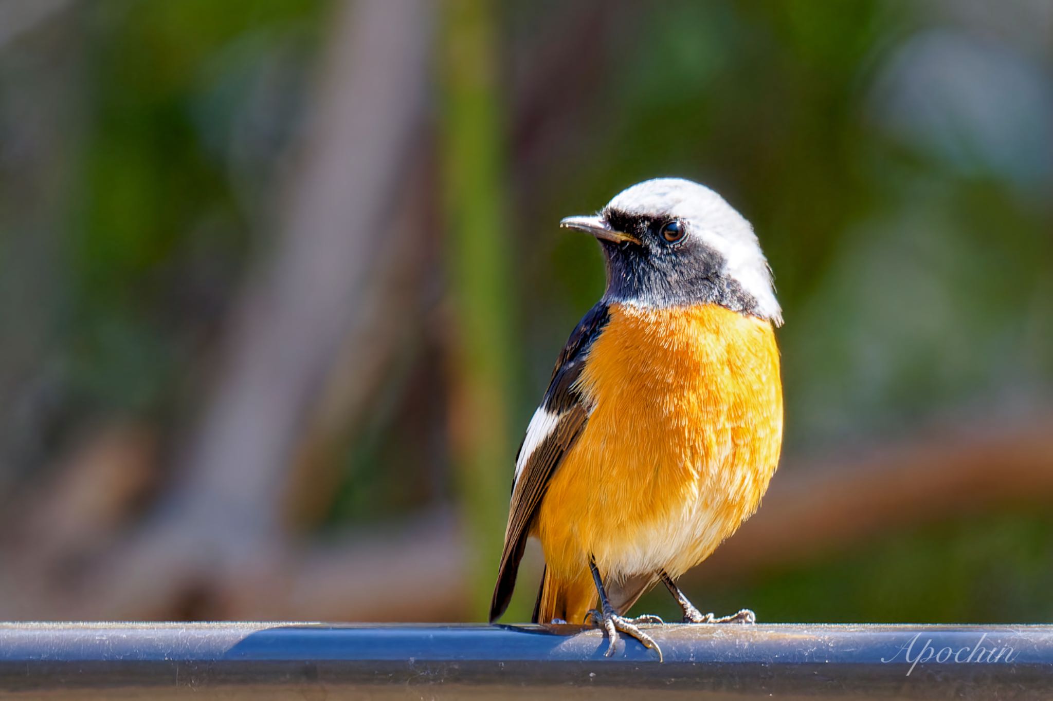 Photo of Daurian Redstart at 善福寺公園 by アポちん