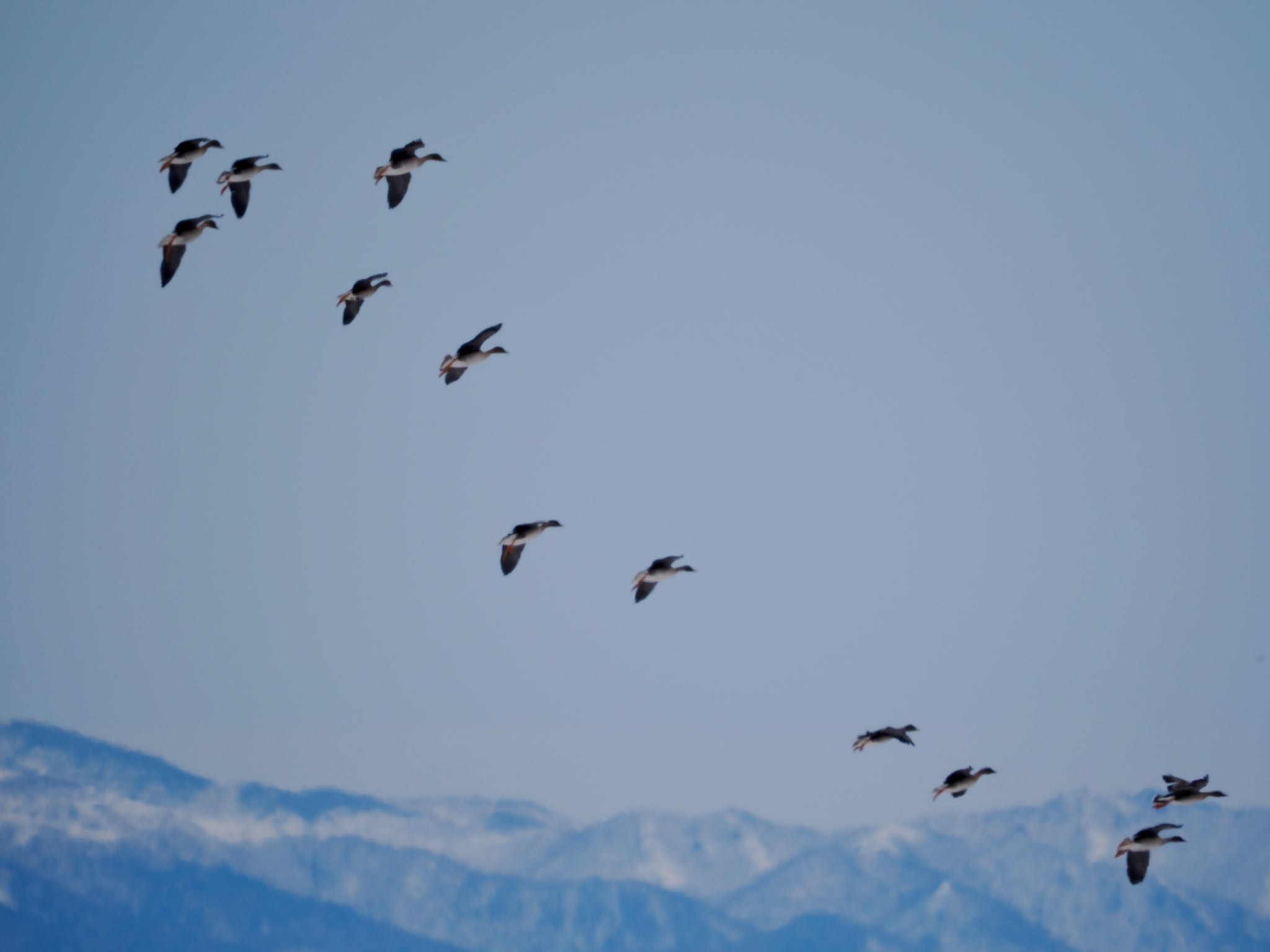 Photo of Tundra Bean Goose at 濤沸湖 by 孝一