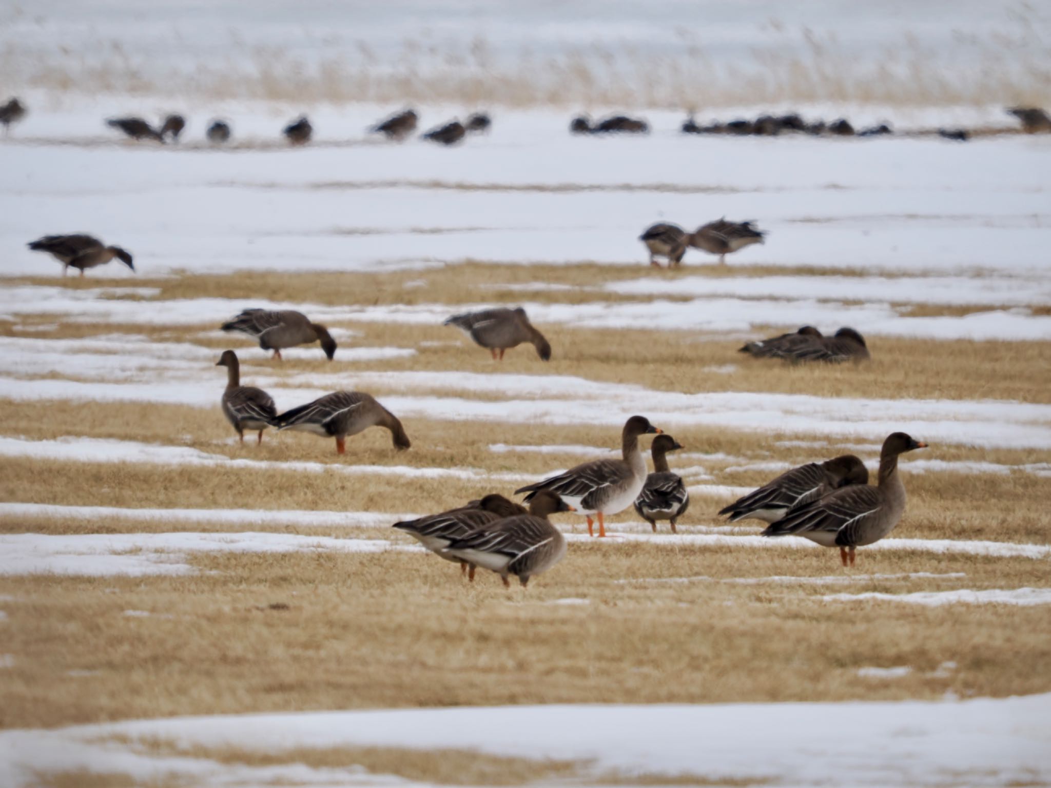 Photo of Tundra Bean Goose at 濤沸湖 by 孝一