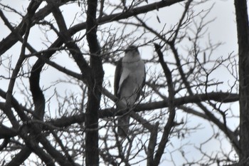 オオタカ 東京港野鳥公園 2018年12月9日(日)